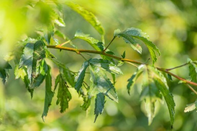 Malus toringo 'Brouwers Beauty' hoogstam 12/14