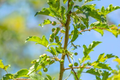 Malus toringo 'Brouwers Beauty' hoogstam 12/14