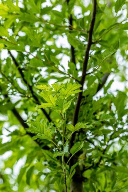 Malus toringo 'Brouwers Beauty' hoogstam 12/14