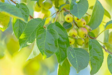 Malus tschonoskii hoogstam 14/16