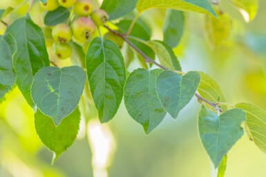 Malus tschonoskii hoogstam 14/16