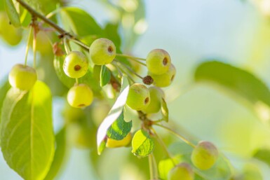 Malus tschonoskii hoogstam 14/16