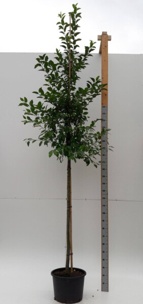 Malus 'Evereste' hoogstam 14/16