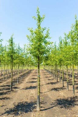 Malus 'Evereste' hoogstam