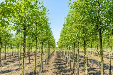 Malus 'Evereste' hoogstam 14/16