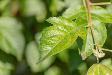 Malus 'Evereste' hoogstam 14/16