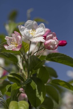 Malus 'Evereste' hoogstam 14/16