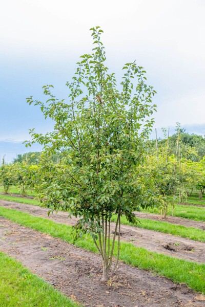 Malus 'Evereste' meerstammig 150-175