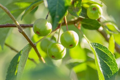 Malus 'Evereste' meerstammig 150-175