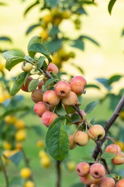 Malus 'Evereste' meerstammig 150-175