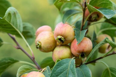 Malus 'Evereste' meerstammig 150-175