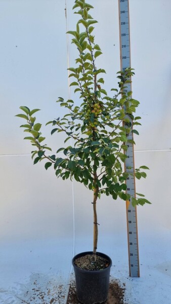 Malus 'Evereste' halfstam 120cm stam