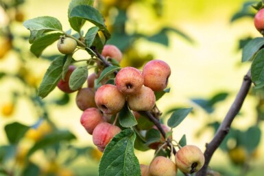 Malus 'Evereste' halfstam 120cm stam