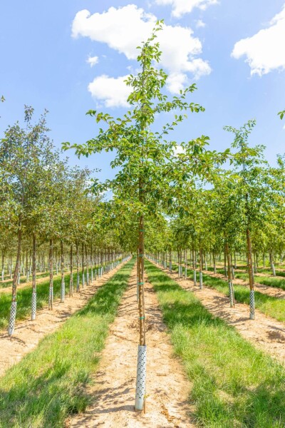 Malus 'Professor Sprenger' hoogstam 8/10