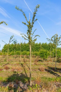 Malus 'Professor Sprenger' hoogstam