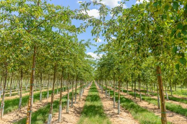 Malus 'Professor Sprenger' hoogstam 8/10