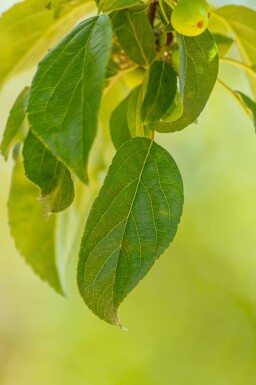 Malus 'Professor Sprenger' hoogstam 8/10