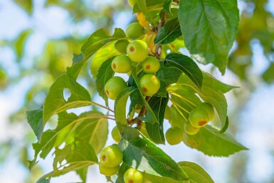 Malus 'Professor Sprenger' hoogstam 8/10