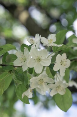 Malus 'Professor Sprenger' hoogstam 8/10