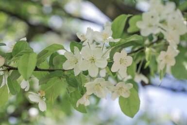 Malus 'Professor Sprenger' hoogstam 8/10
