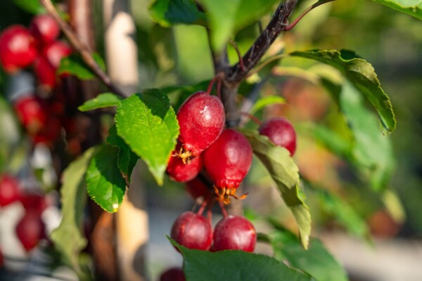 Malus 'Red Obelisk' hoogstam 14/16