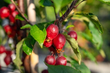 Malus 'Red Obelisk' hoogstam