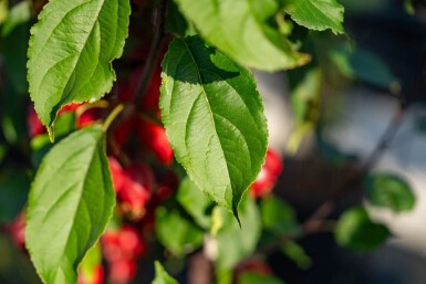 Malus 'Red Obelisk' hoogstam