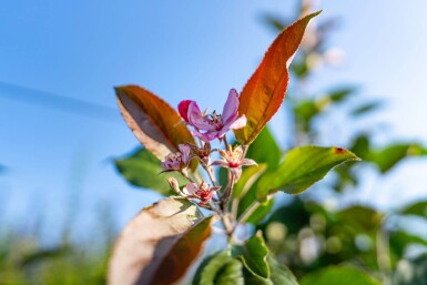 Malus 'Red Obelisk' hoogstam 14/16