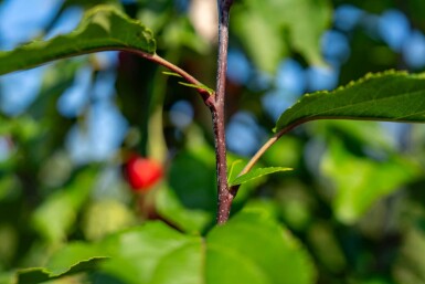 Malus 'Red Obelisk' hoogstam 14/16