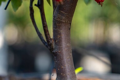 Malus 'Red Obelisk' hoogstam 14/16