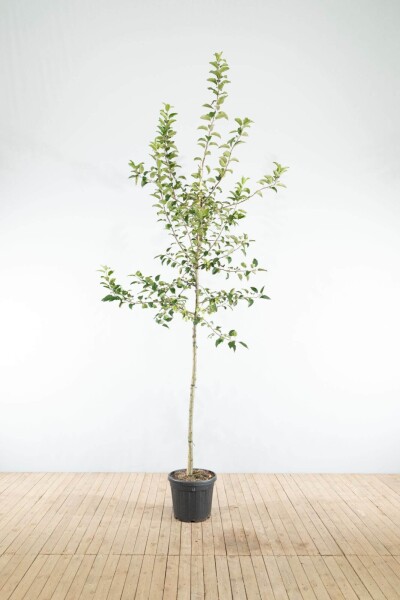 Malus 'Red Sentinel' hoogstam 10/12