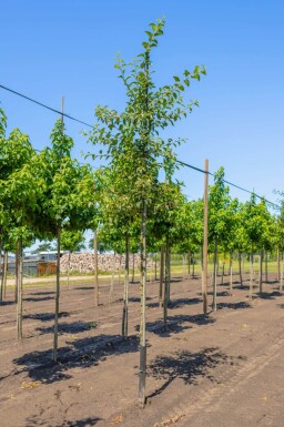 Malus 'Red Sentinel' hoogstam