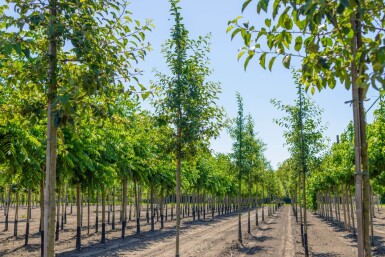 Malus 'Red Sentinel' hoogstam 10/12