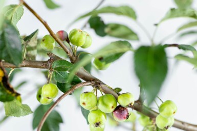 Malus 'Red Sentinel' hoogstam 10/12