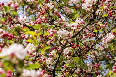 Malus 'Red Sentinel' hoogstam 10/12