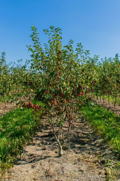 Malus 'Red Sentinel' meerstammig 150-175