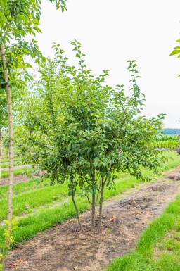 Malus 'Red Sentinel' meerstammig
