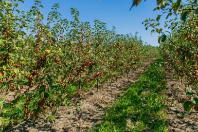 Malus 'Red Sentinel' meerstammig 150-175