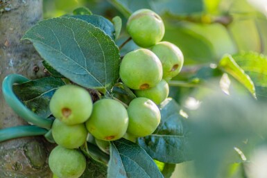 Malus 'Red Sentinel' meerstammig 150-175