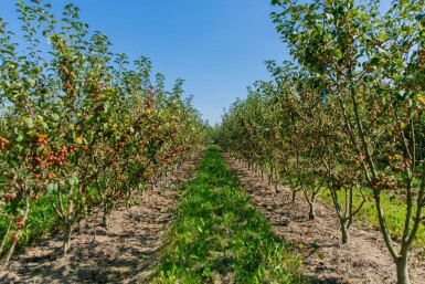 Malus 'Red Sentinel' meerstammig 150-175