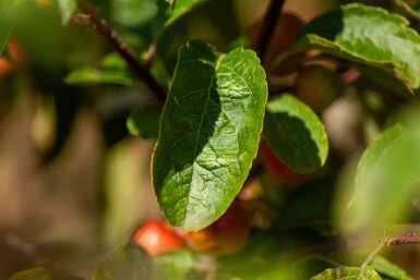 Malus 'Red Sentinel' meerstammig 150-175