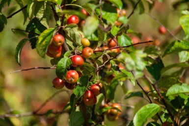 Malus 'Red Sentinel' meerstammig 150-175