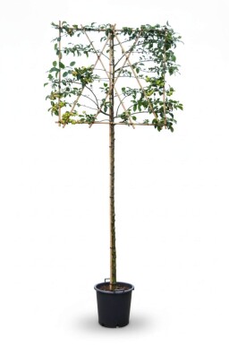 Malus 'Red Sentinel' leiboom