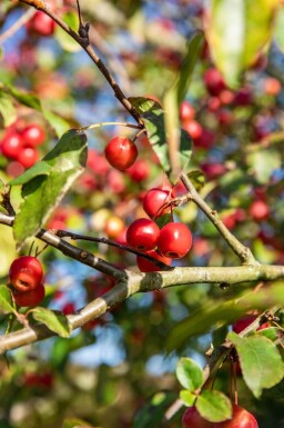 Malus 'Red Sentinel' leiboom