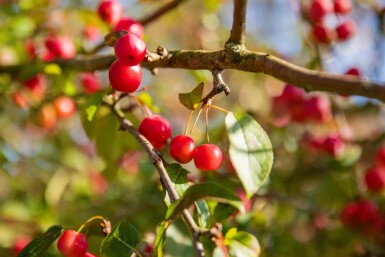 Malus 'Red Sentinel' leiboom 10/12 200cm stam 150b x 120h