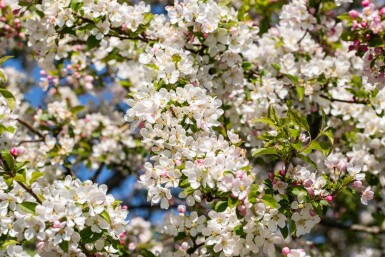 Malus 'Red Sentinel' dakvorm 10/12 240cm stam 120x120
