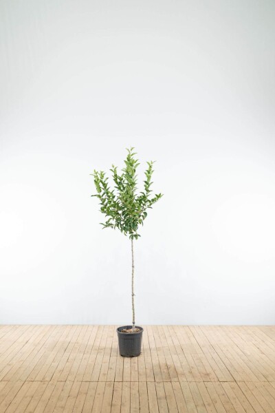 Malus 'Red Sentinel' halfstam 120cm stam