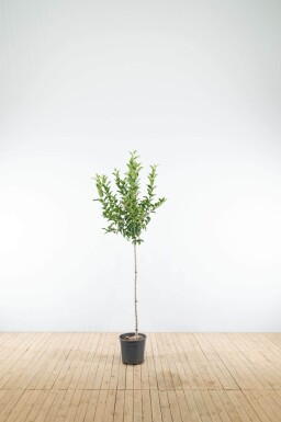 Malus 'Red Sentinel' halfstam