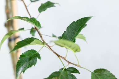 Malus 'Red Sentinel' halfstam