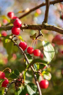 Malus 'Red Sentinel' halfstam 120cm stam